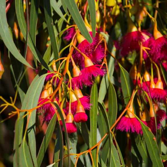 Eucalyptus Trees Melbourne Native Gum Trees For Sale